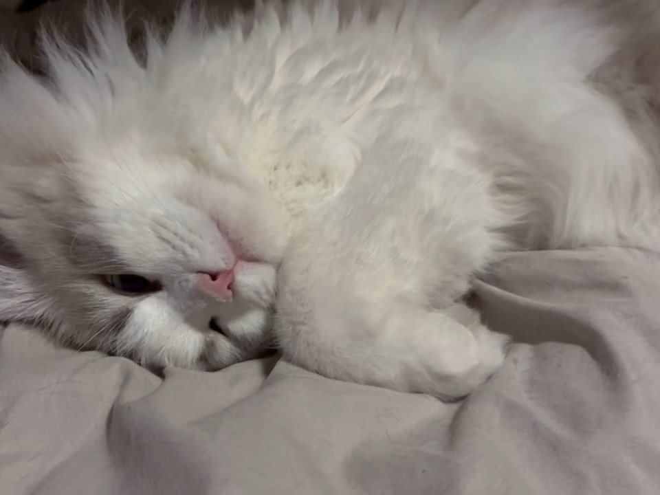 只想睡觉，不想起床22