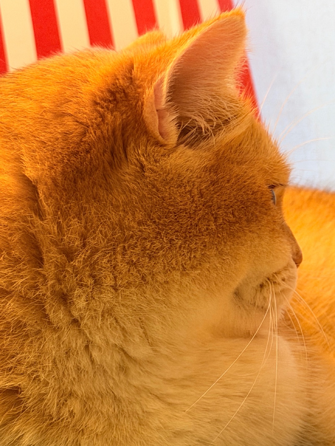 我胖的是不是要溢出屏幕啦🤣🤣🤣🤣🤣