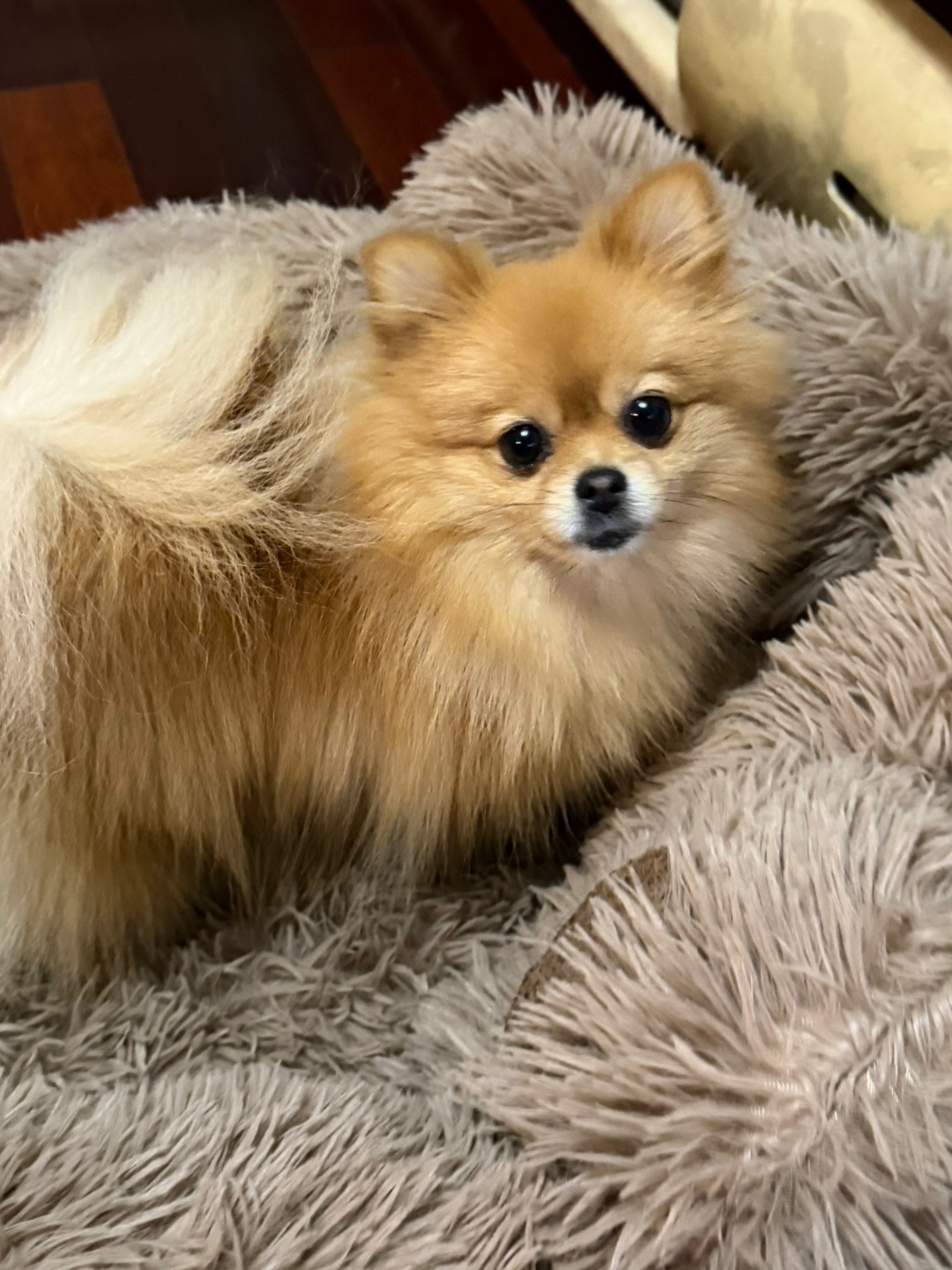 虎虎喜提秋冬新装备🪹