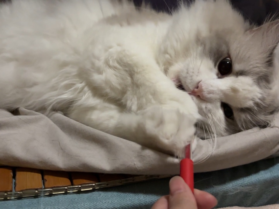 是天使面孔的小恶魔