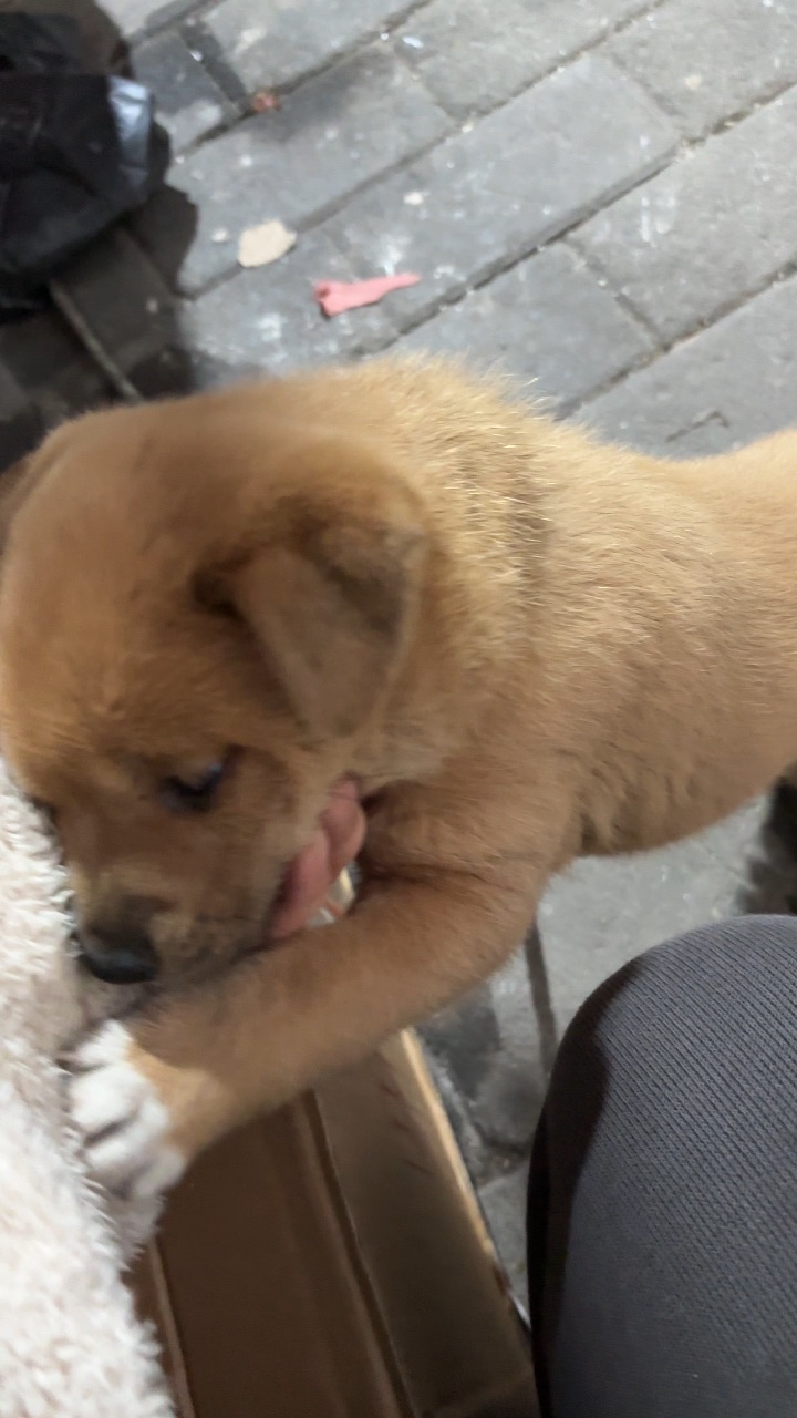 小狗小狗小狗🐕