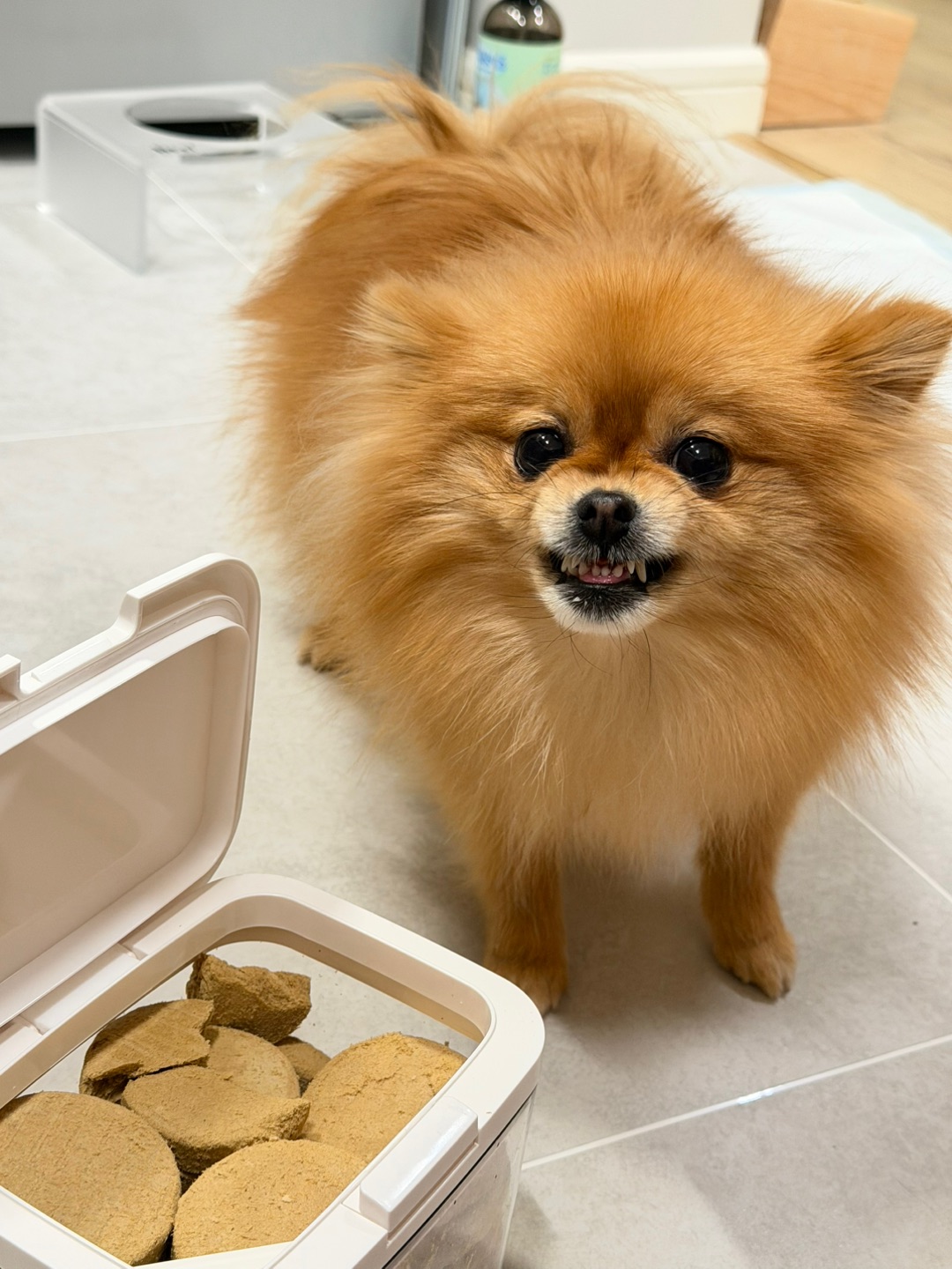 抄作业成功☑️平价宠物零食桶get