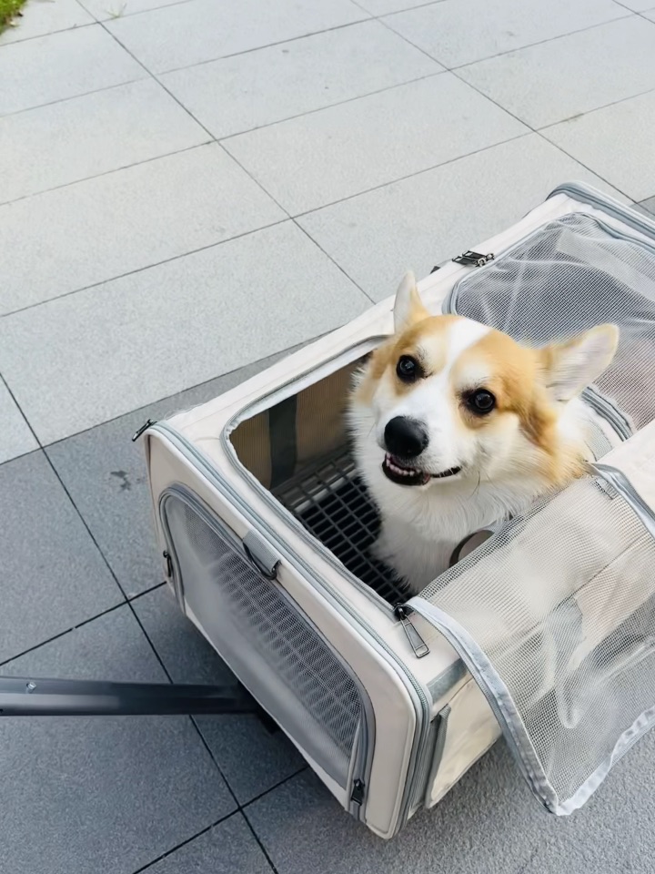 走，出门遛遛～