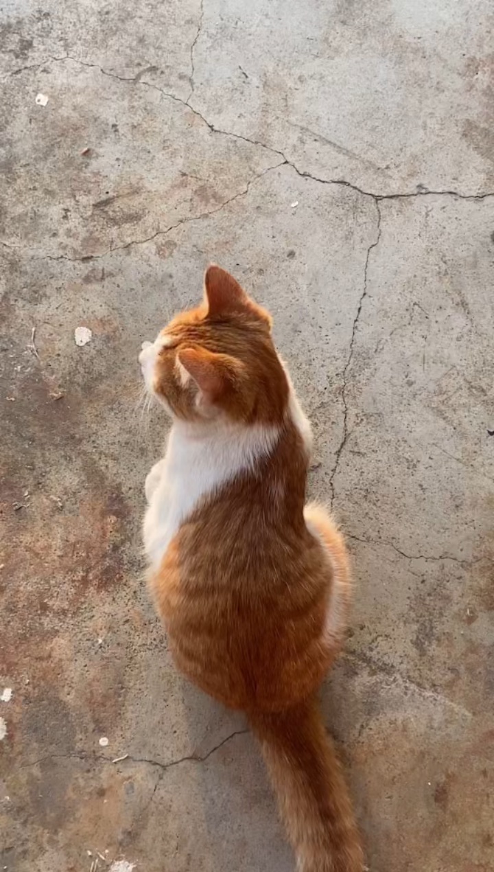 踩踩踩 小猫咪 咕噜咕噜咕噜咕噜