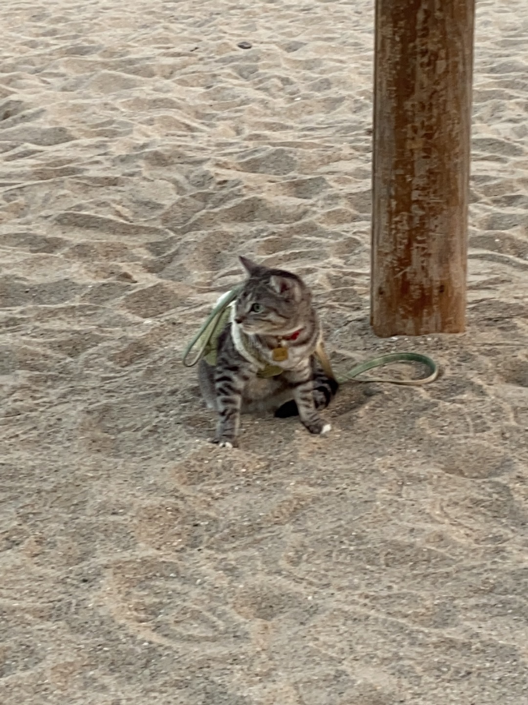 咦hihi 可爱的小脚丫 cos海星