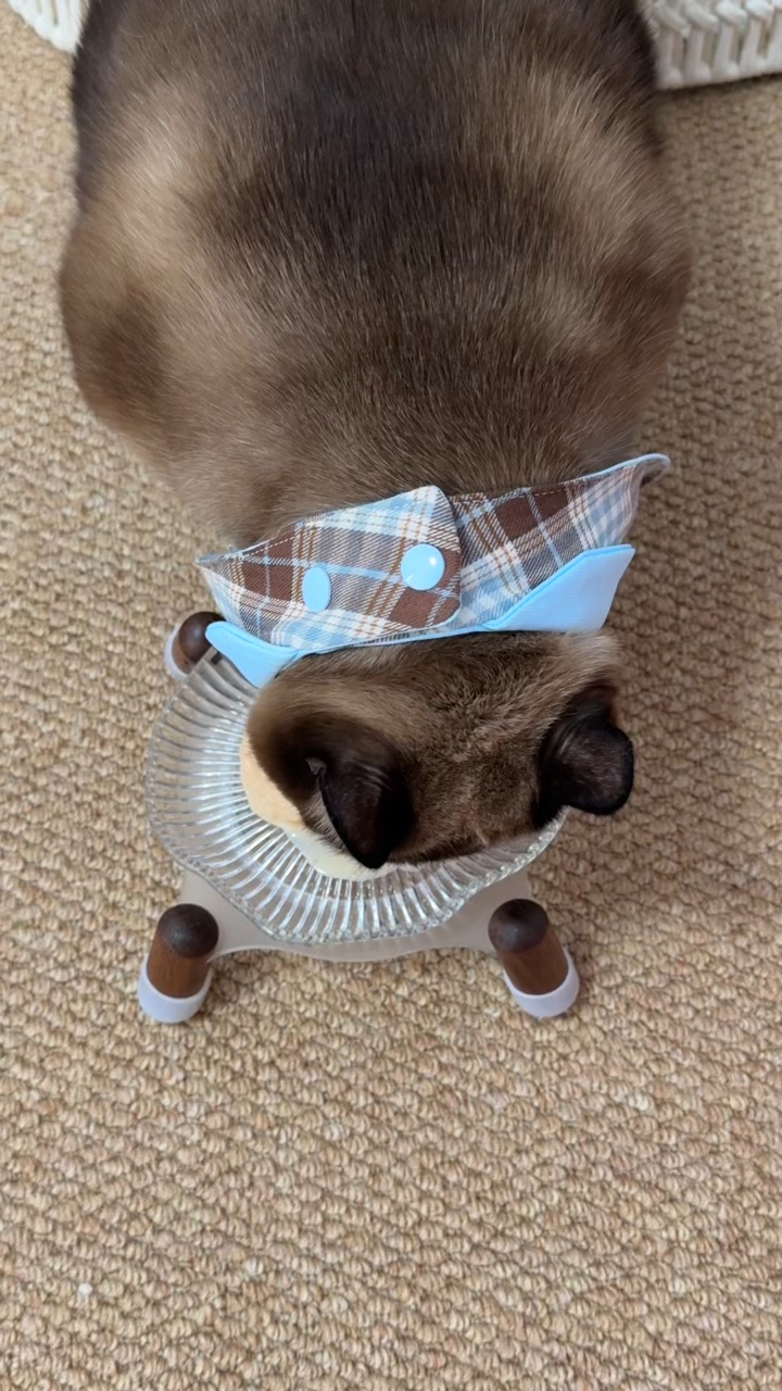 ✩ꕀ໒꒱･ﾟ 今天也是毛茸茸能量☁️💭          .