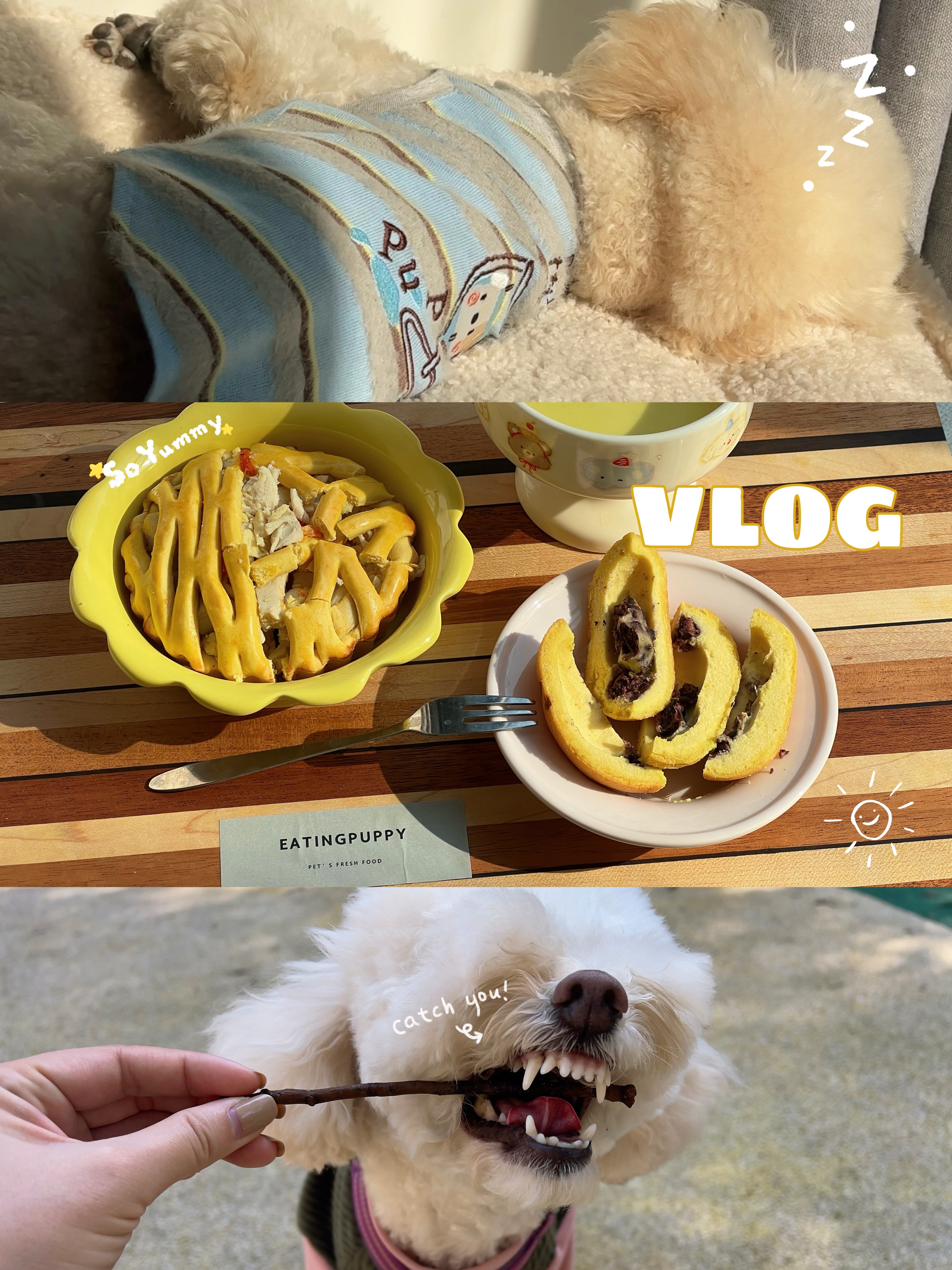 有了小狗之后，早起也变成了幸福的事