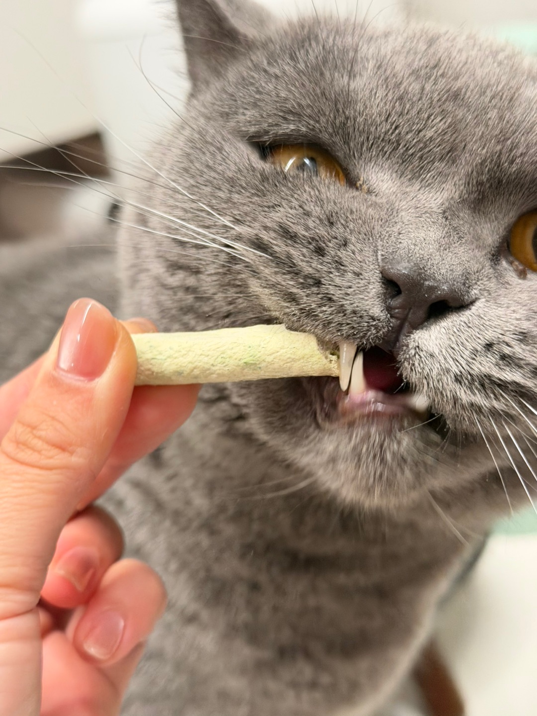 爱看猫咪颜艺的有福啦✨