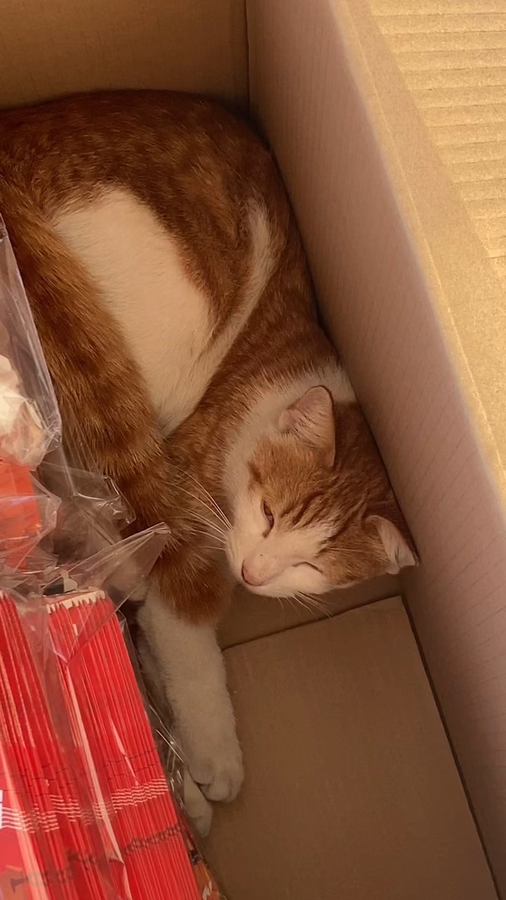 不要睡觉了 小猫咪 什么盒子都往里钻