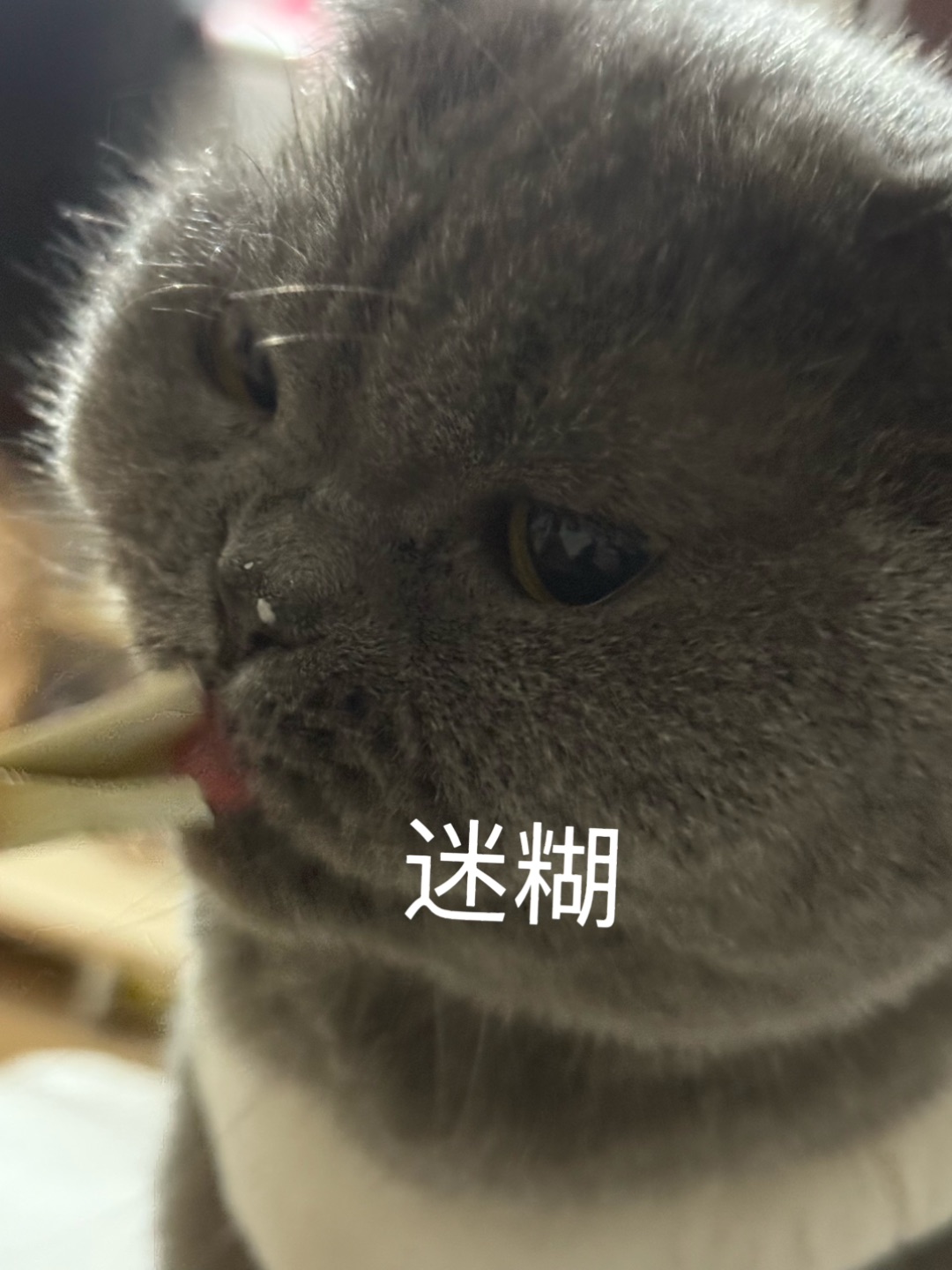 🐱小猫咪干饭三阶段