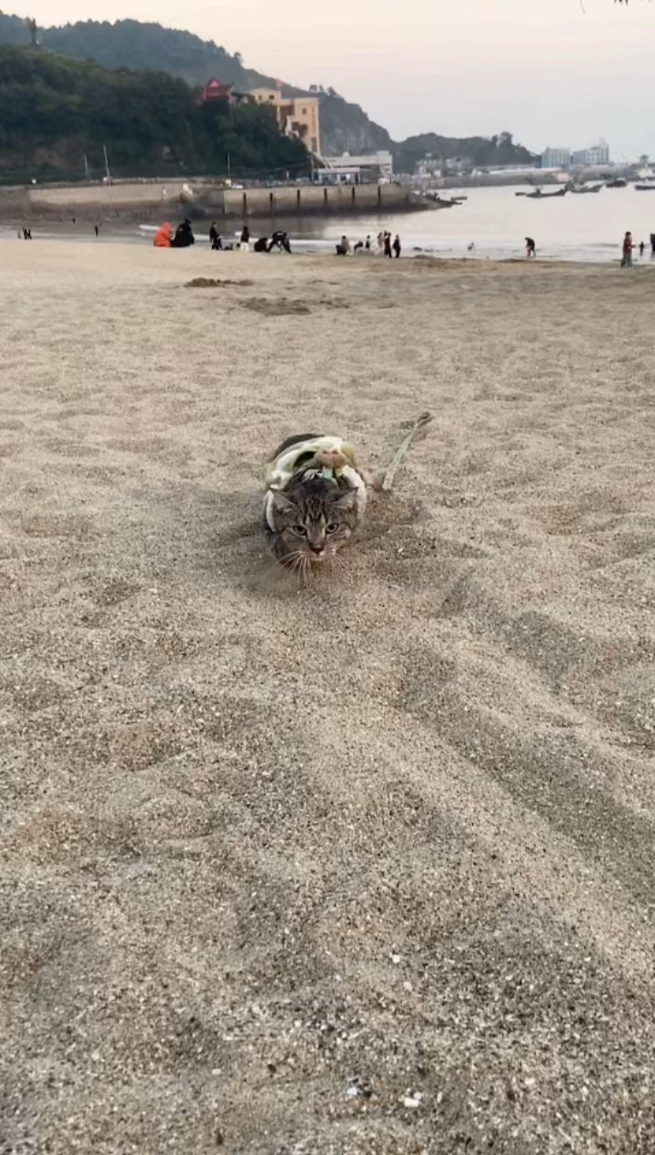 撒开牵引绳 在远处蹲会 就朝我走过来了