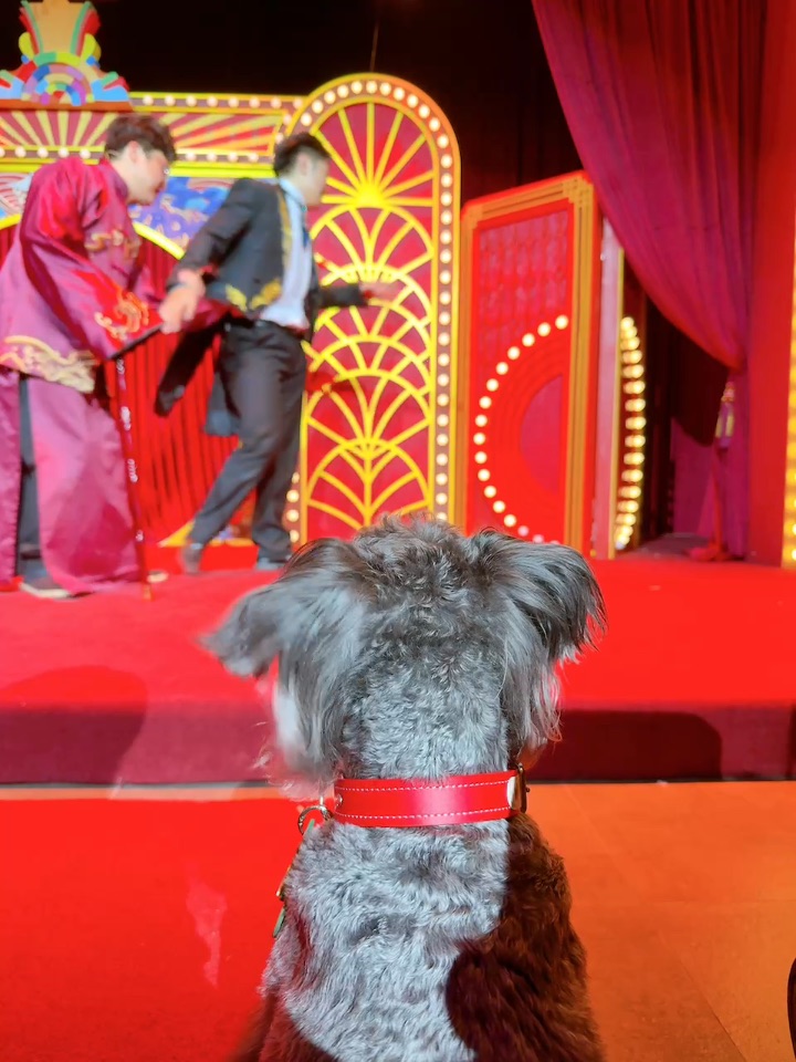 带小狗体验世界的一天-开心麻花喜剧