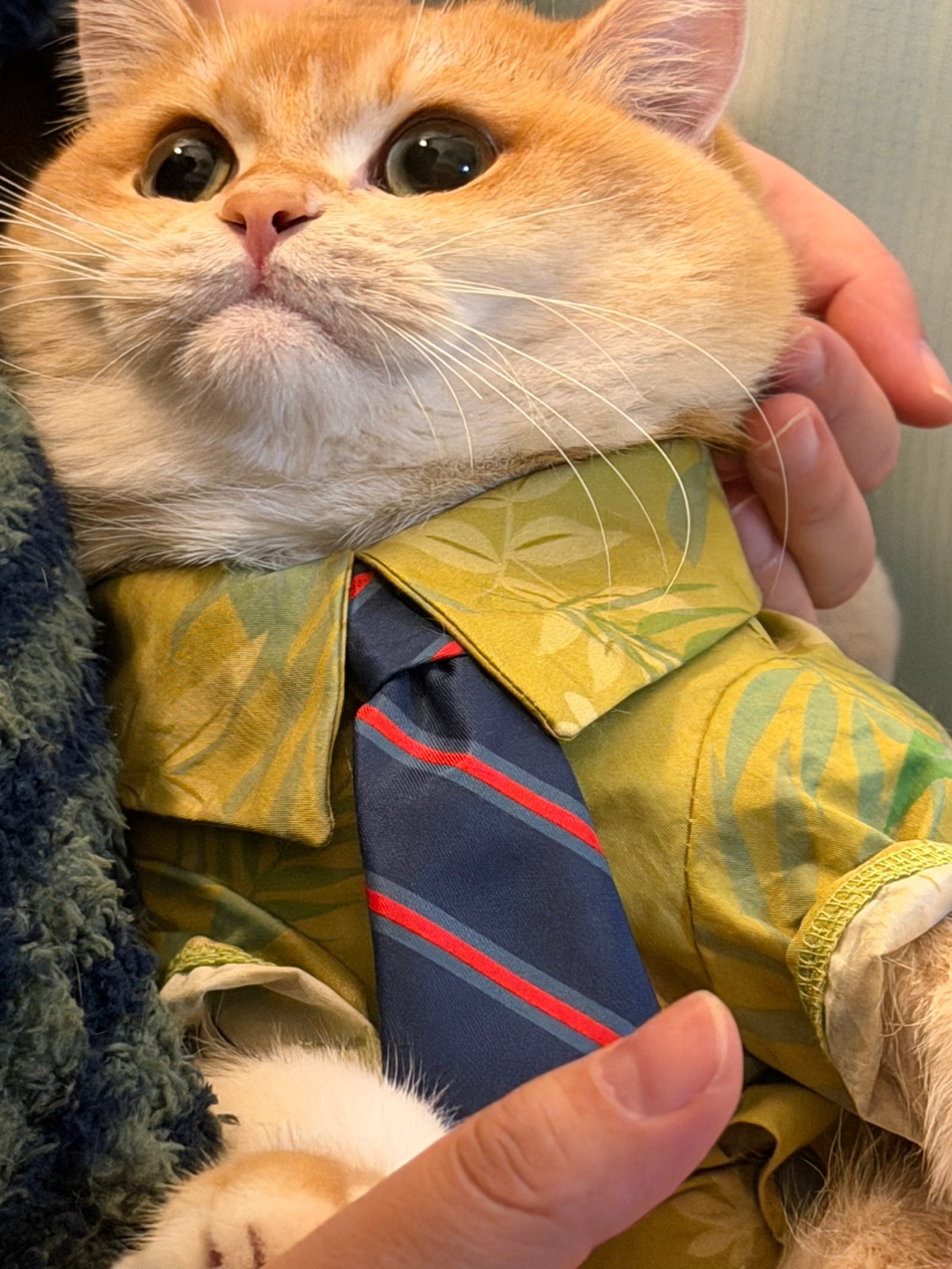 麻麻～ 你说我这个尼克咪看你是不是有星星眼🤩