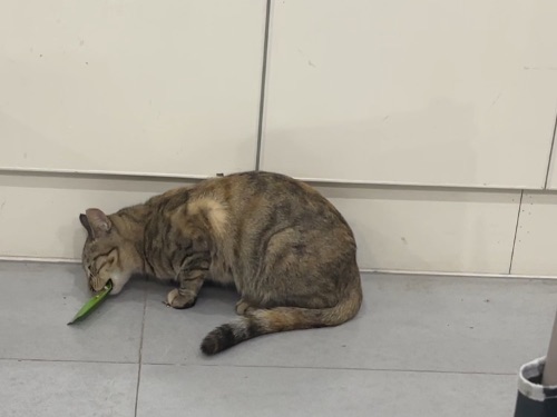 连袋子也不放过