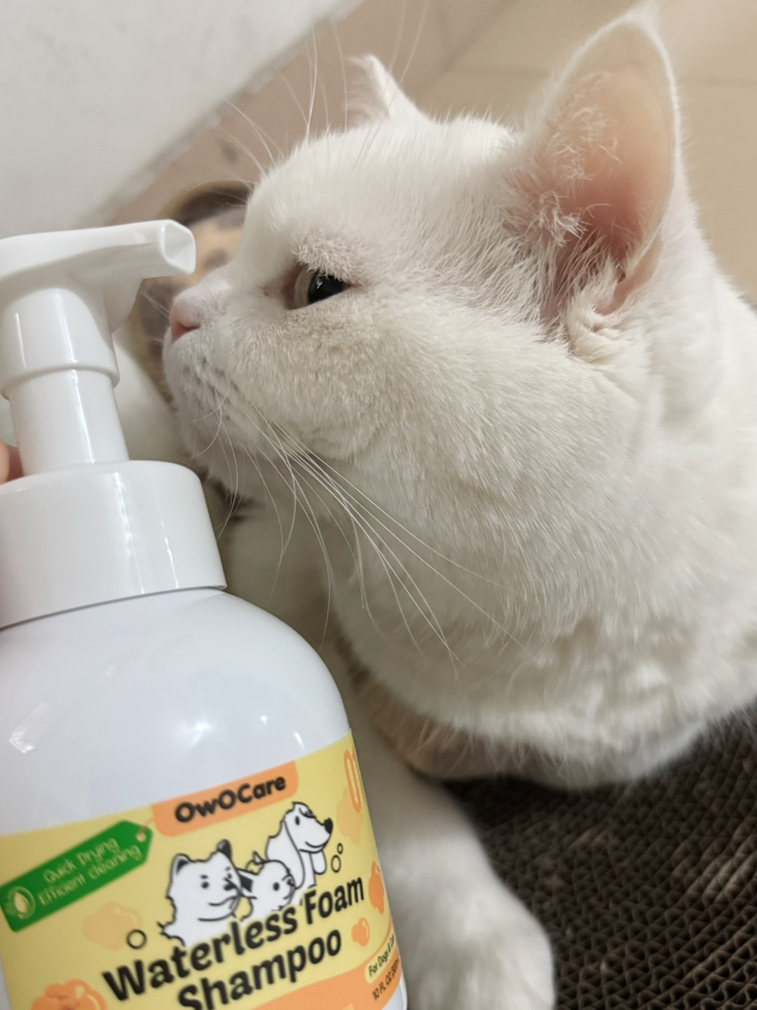 测评 | OWOCare 宠物免洗慕斯泡沫