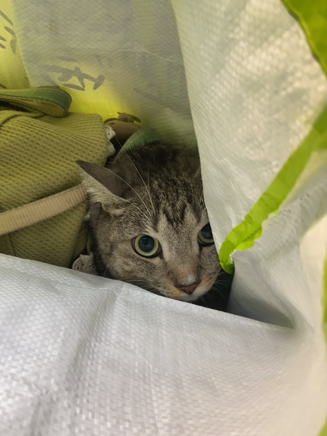 11.24 偷偷潜上公交车 千万别叫哦