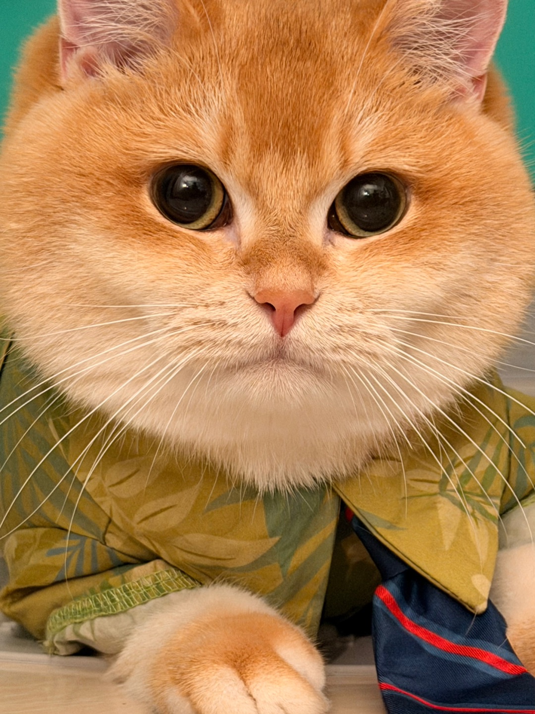 啊啊啊啊啊啊🤩！这是🦊尼克咪😻嘛？