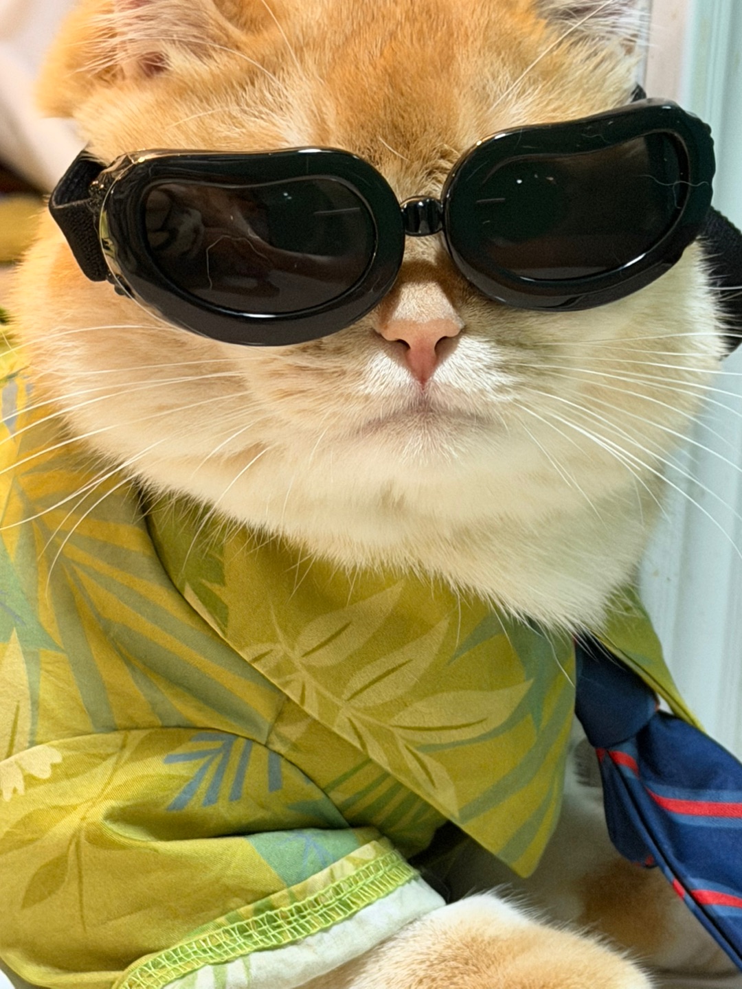 麻麻～ 我戴这个眼镜酷不酷😎