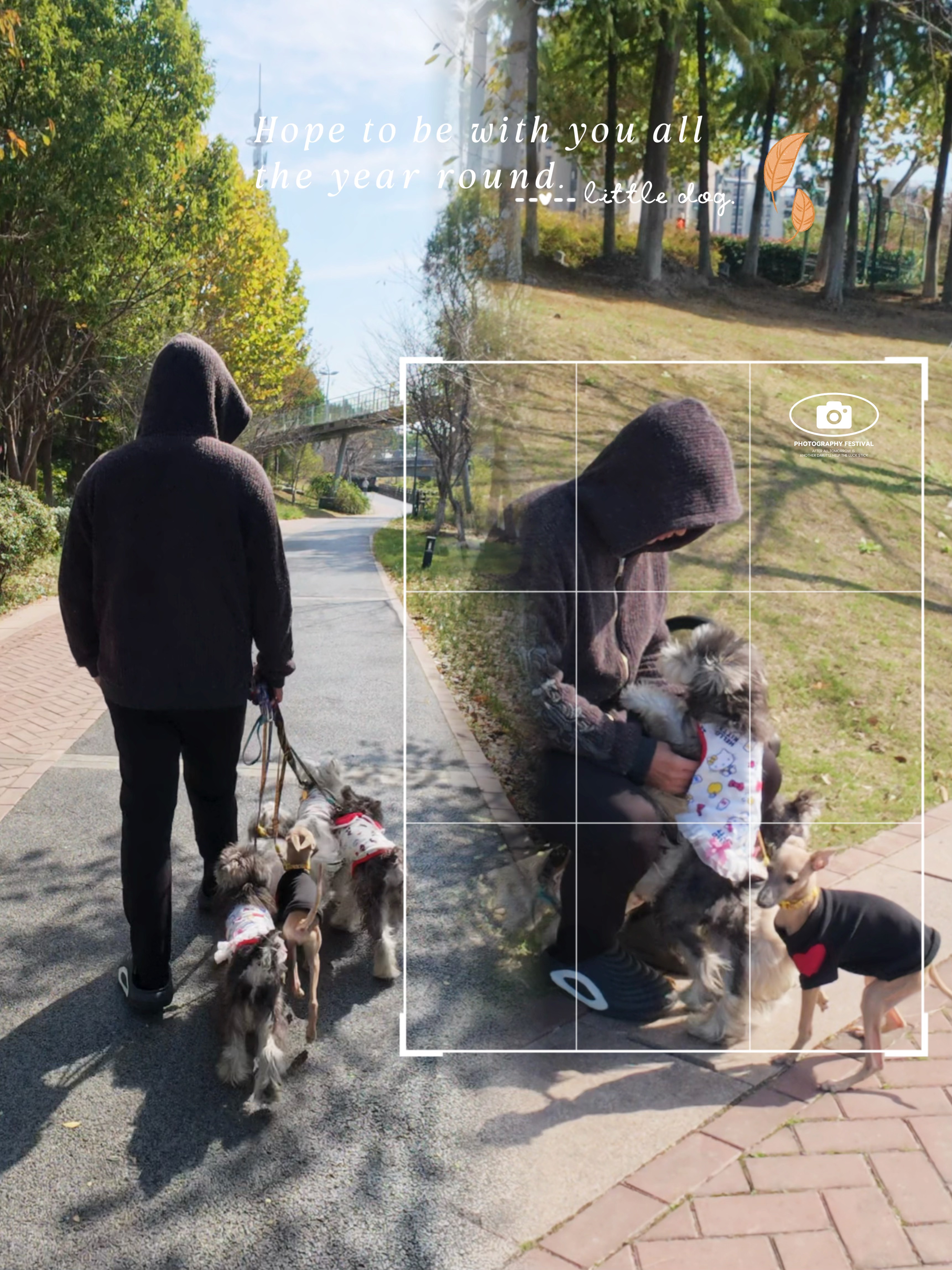 秋日暖阳遛狗记🐕｜被毛孩子治愈的小时光