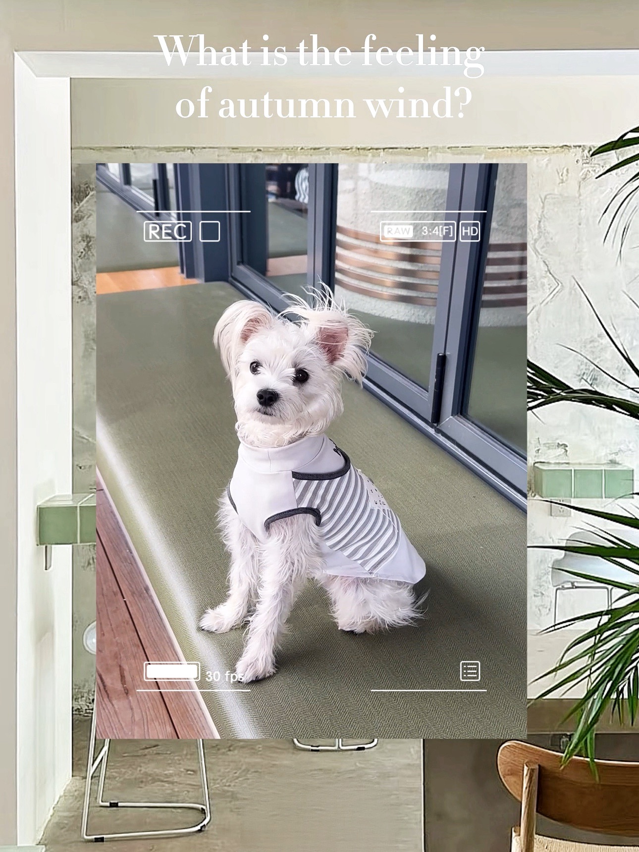 🍂秋风吹过，小狗希望秋天的风能吹的长一些～