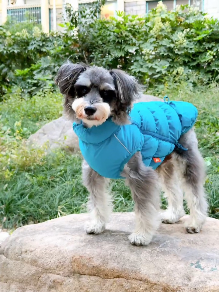 下班到家天还没黑 加遛小狗