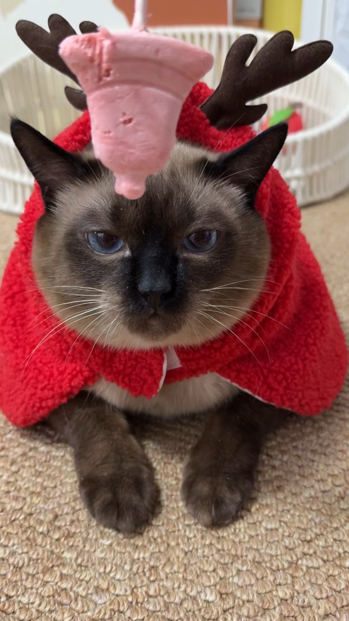 我是一个行走江湖的喵喵侠 在一个月黑风高的夜晚 发现一名在街流荡的孤独人类 于是决定退隐江湖 以后的任务就是让他不再孤独