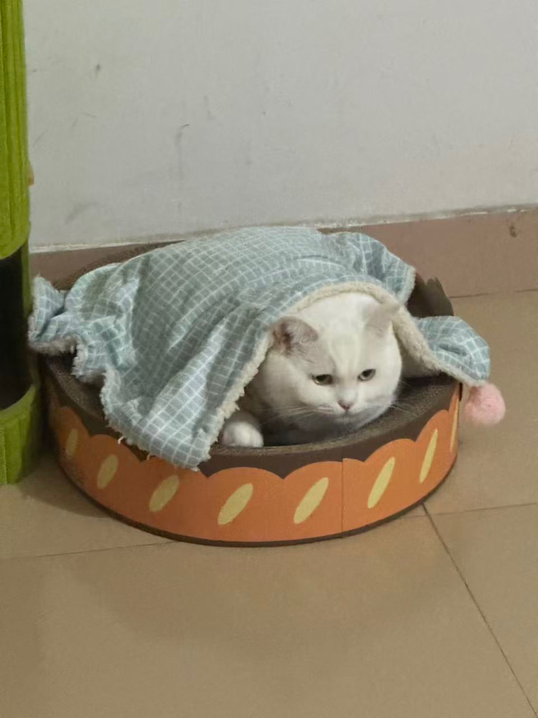 😾被窝里的元宝