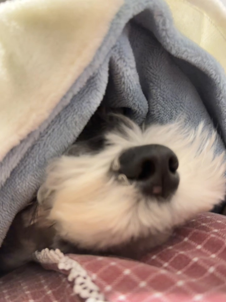 没骗人，被子里真的会长狗