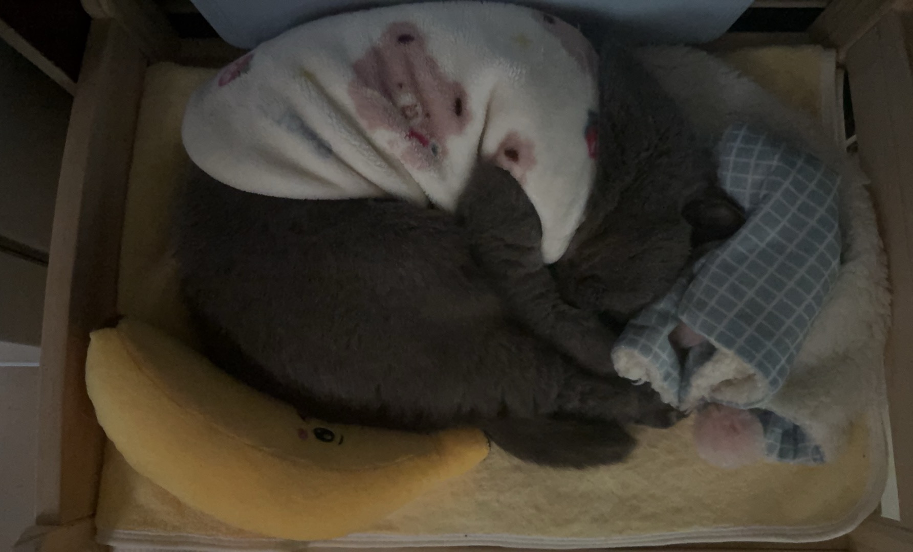 🐱小床一躺，猫生理想