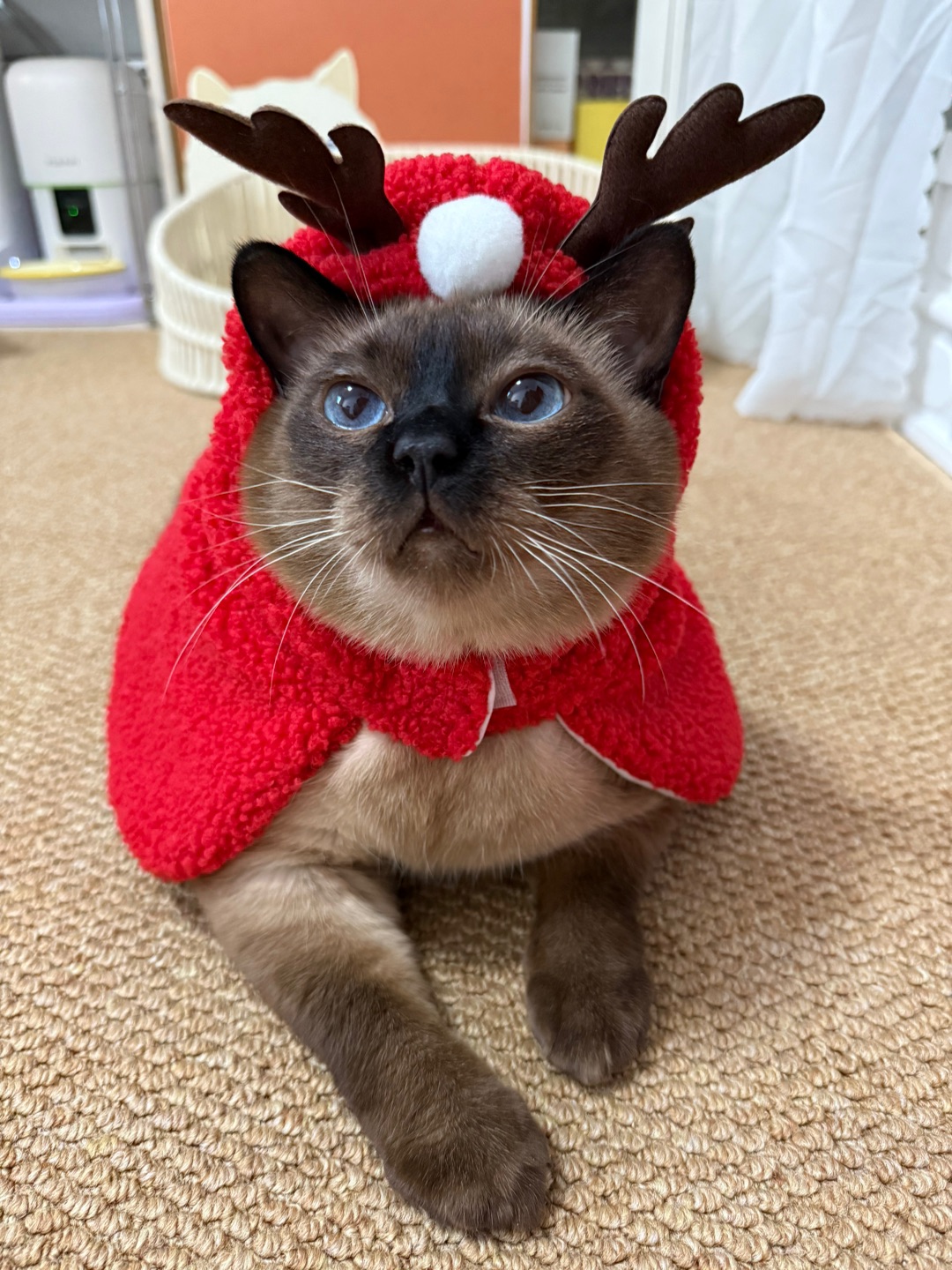 咪发现咪真的不是当坏猫这块料，咪无论怎么刻意装坏，都会透露出一股可爱呆呆无辜水灵大方俏丽感