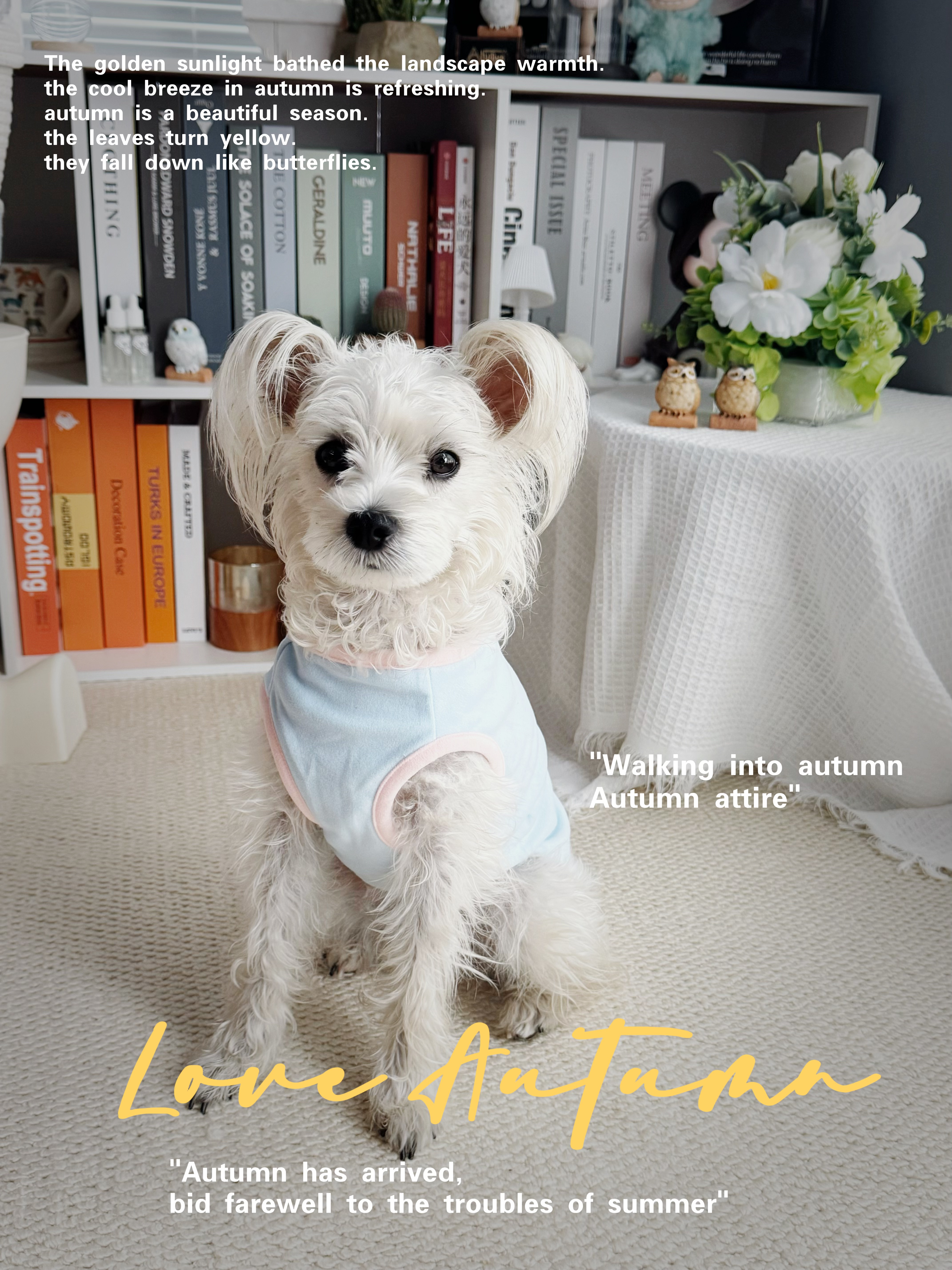 天气说变脸就变脸！🌧️心心小狗宅家无聊啦～