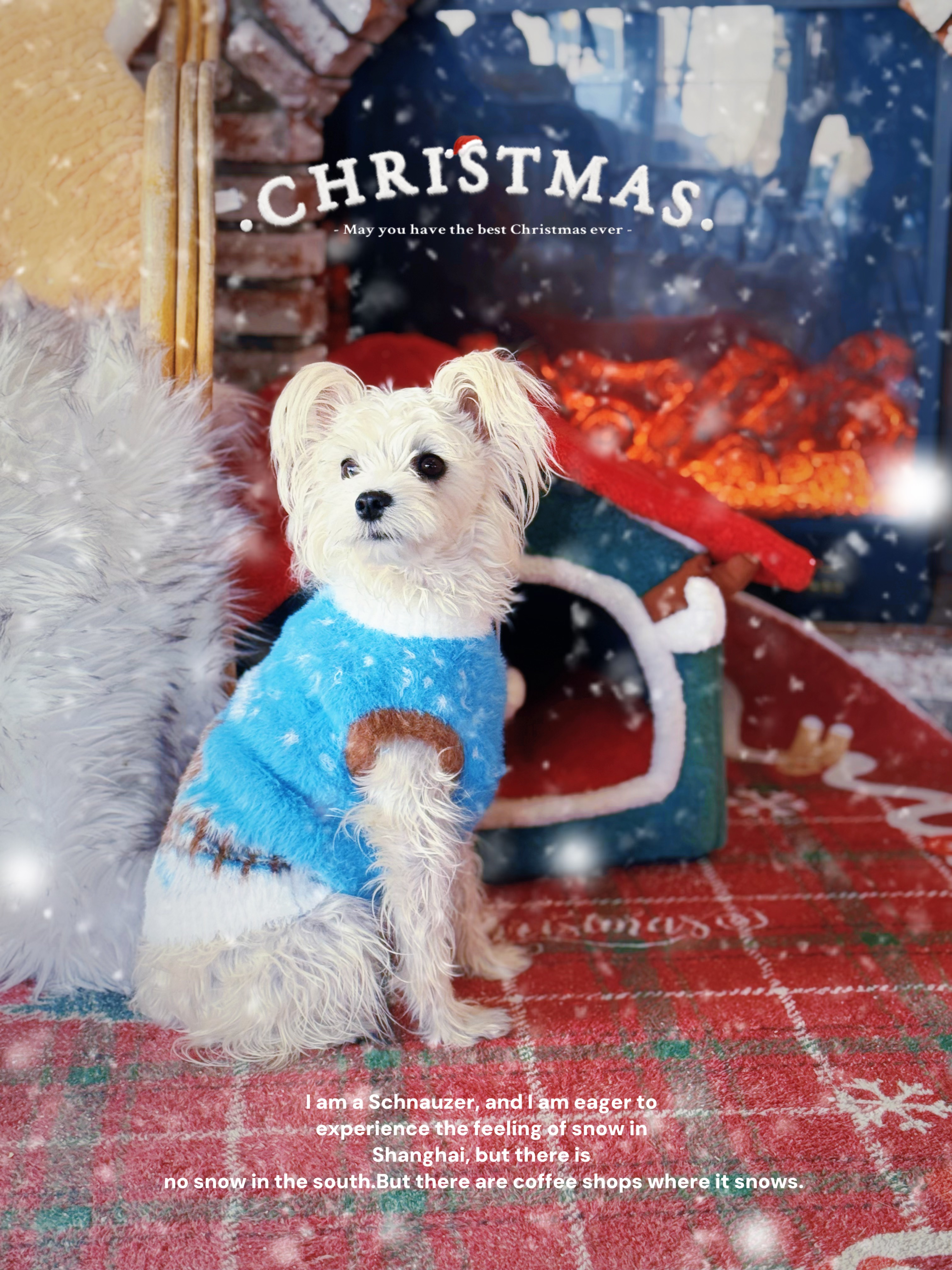 南方能给我们小狗下点雪❄️嘛？