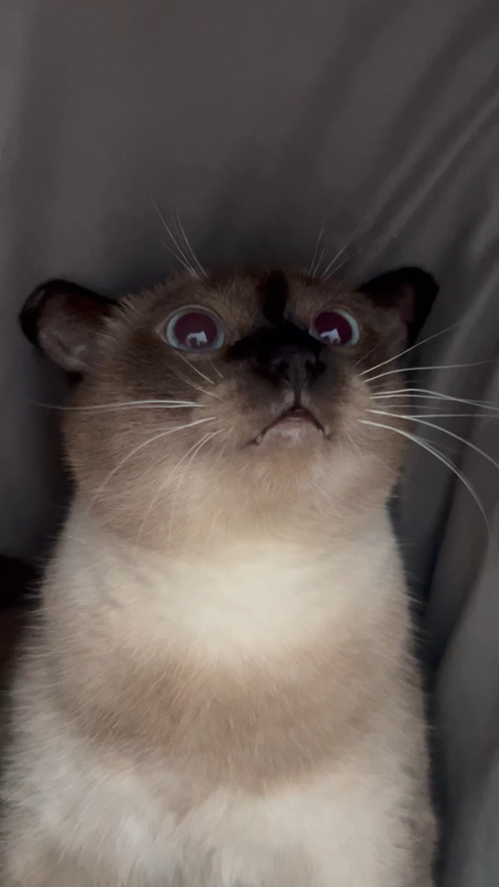 咪和咪的缘分不是一场不出门就能避开的雨             .