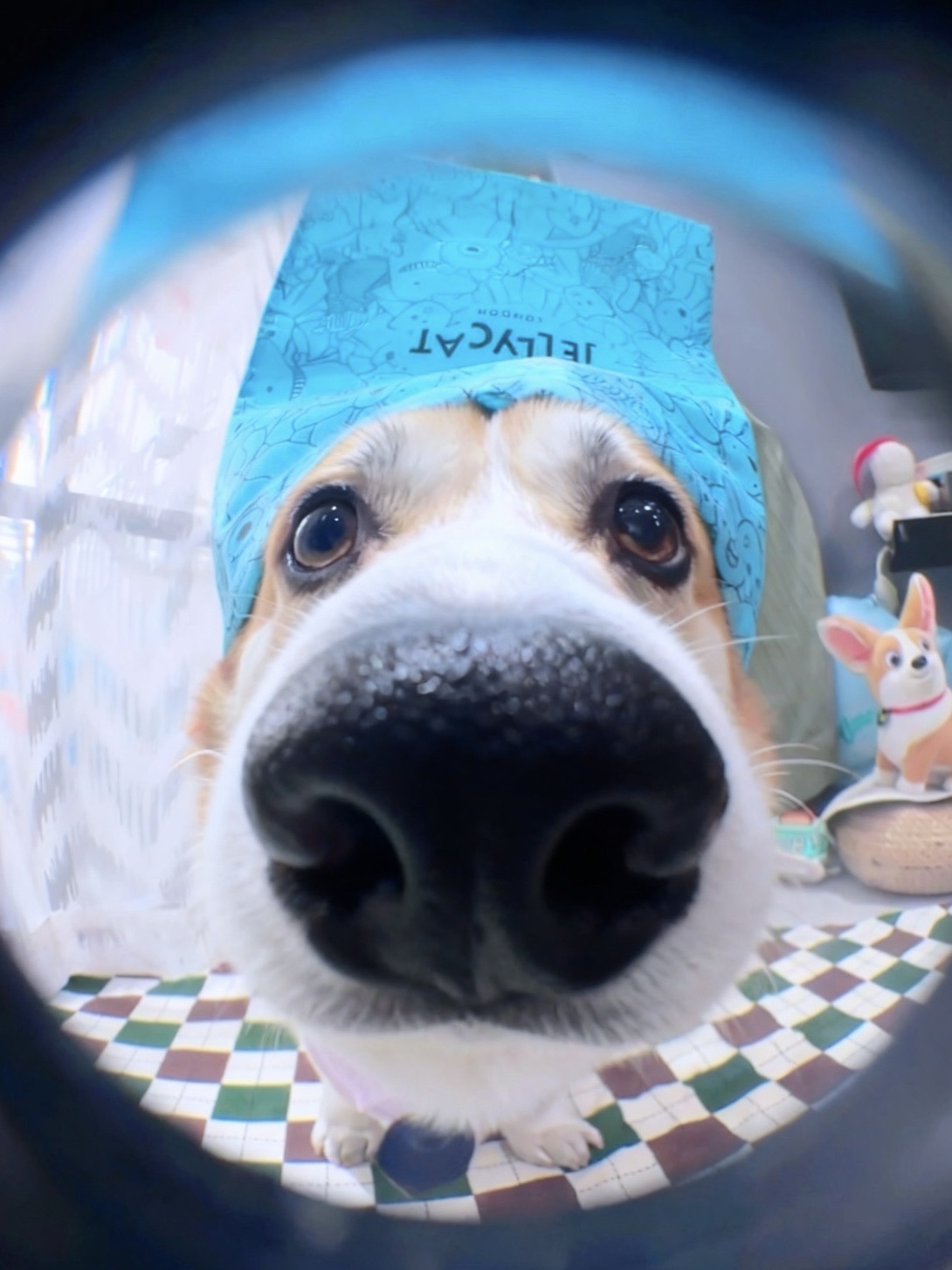 是你订的jellycat吗？