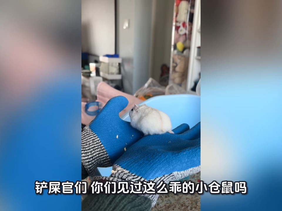 小孩哥和仓鼠的互动