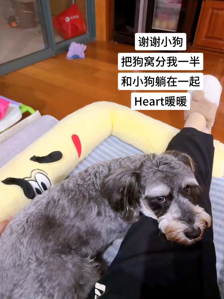 要不是狗窝太小 我也要睡着了