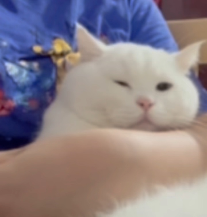 给小家伙梳毛毛～