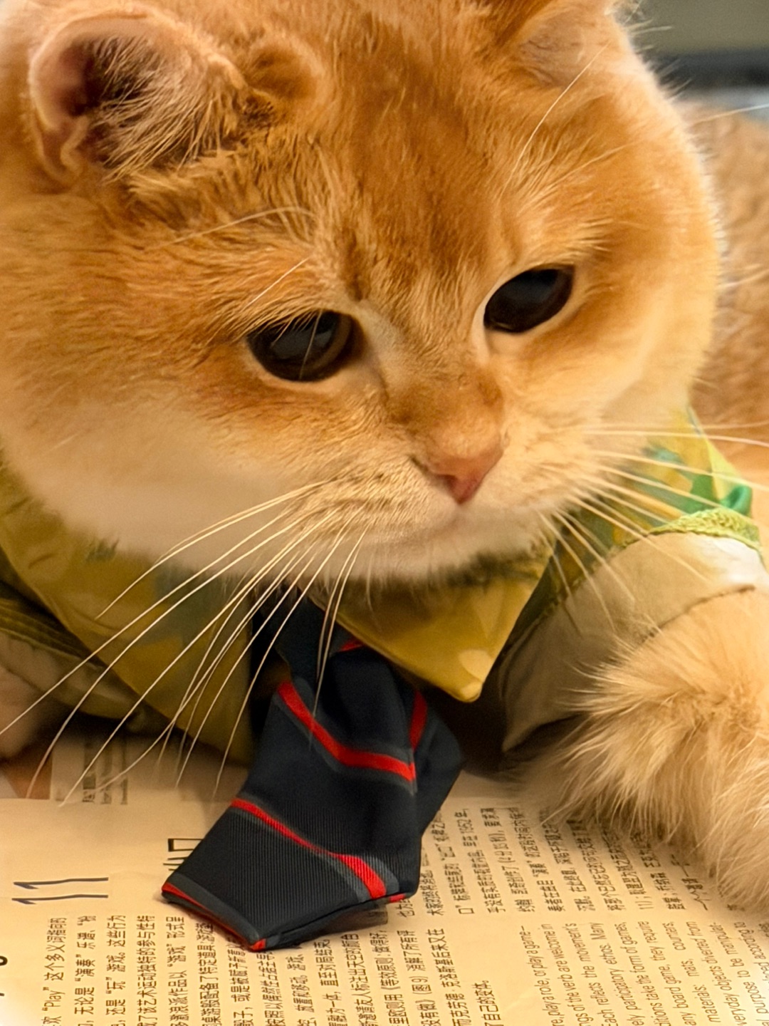 嘿嘿！我的大脸盘子占据了屏幕🫣