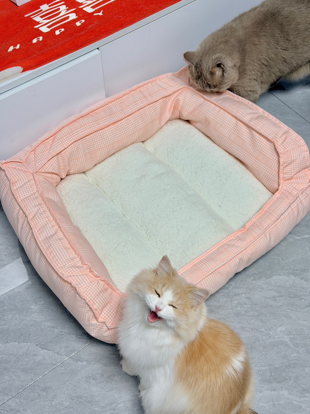 妈妈！姐姐闻我的窝！