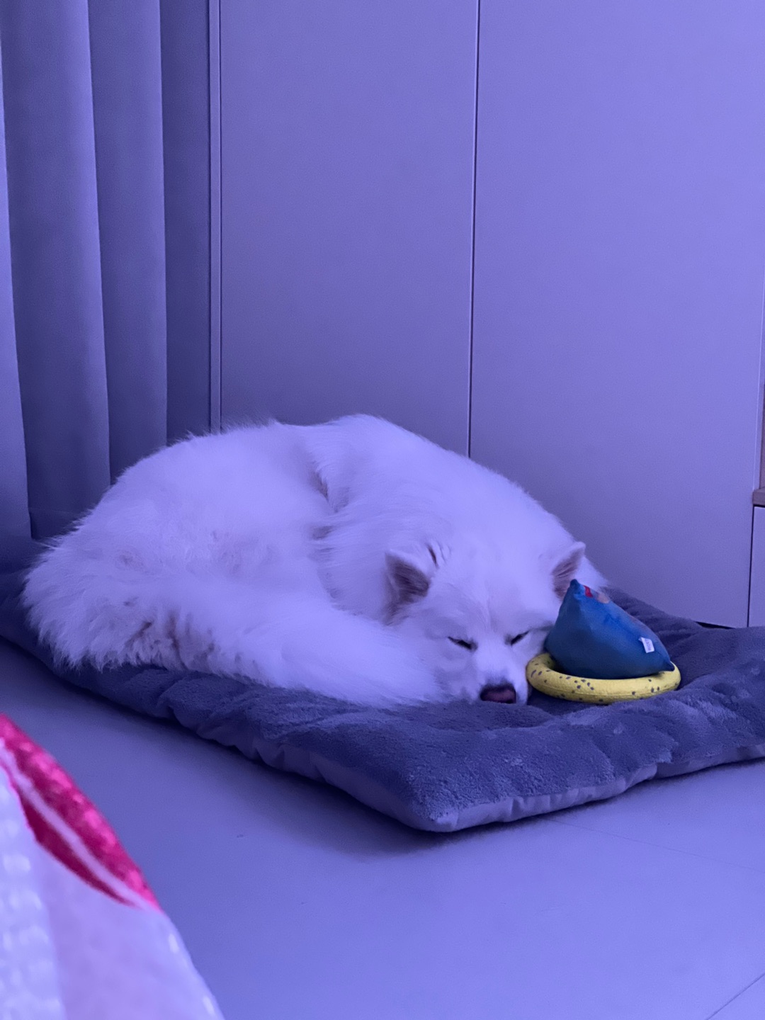 睡觉也不忘玩具的耶耶