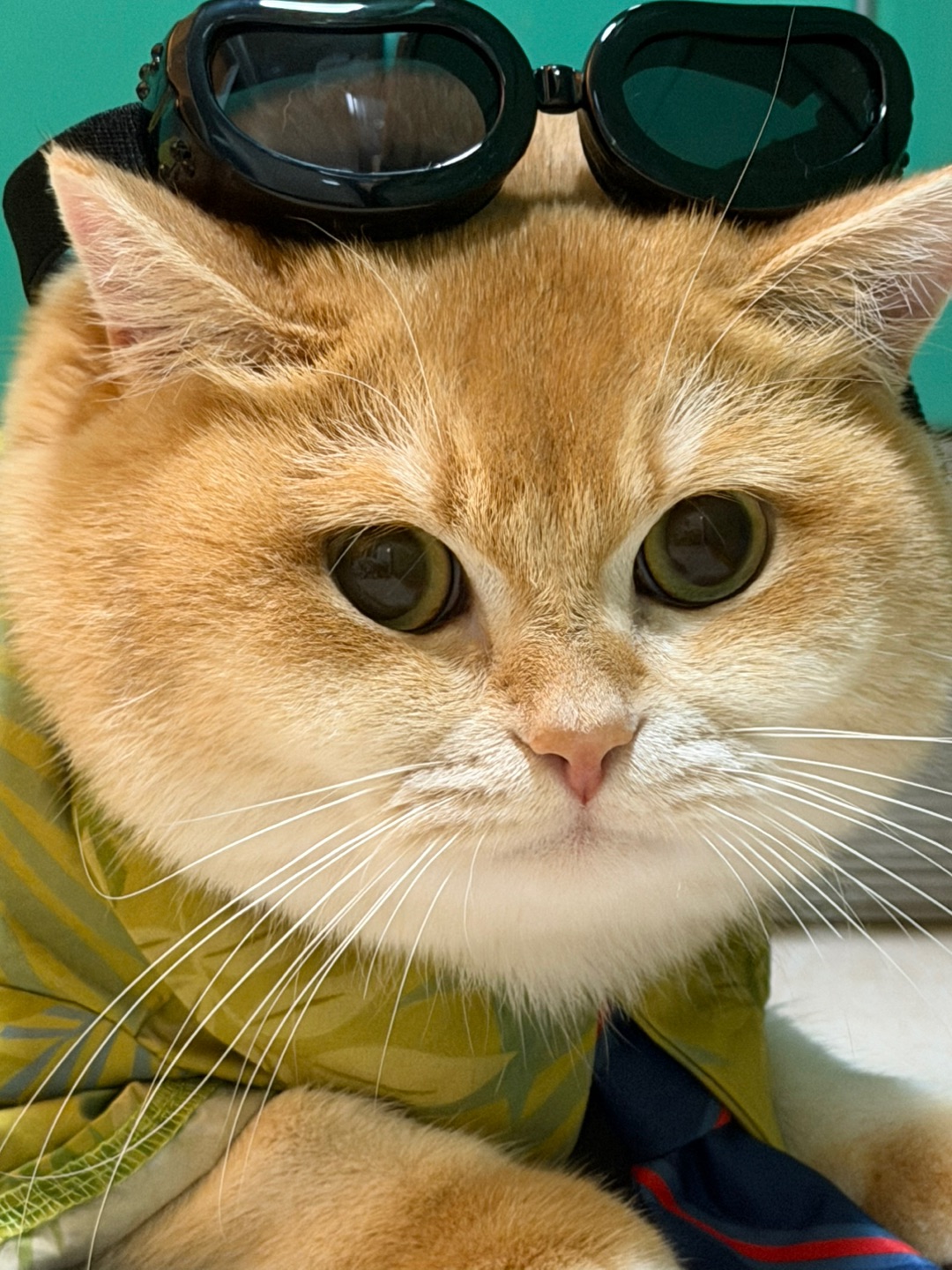 麻麻～ 看👀我可是有坚韧的小眼神哦