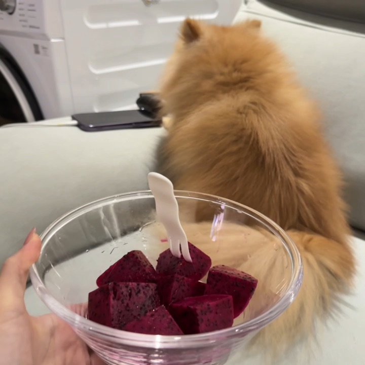 不是，火龙果是什么怪物啊！