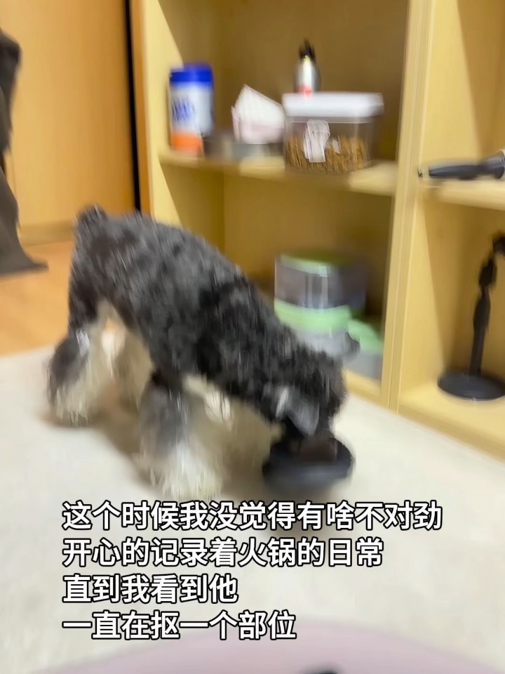 养宠人的自我洗脑