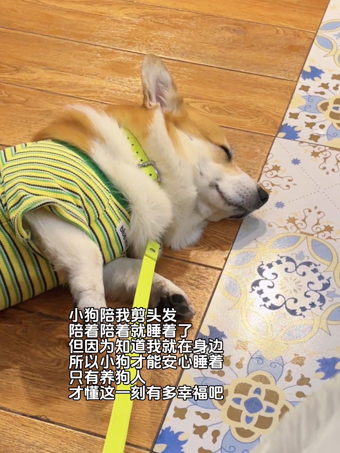 只有养狗人才懂这一刻有多幸福吧😊