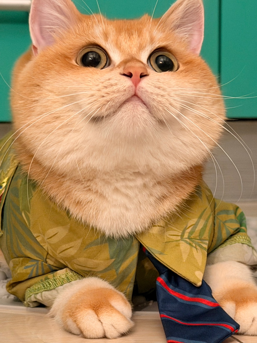 嘿嘿！大眼圆圆，可可爱爱