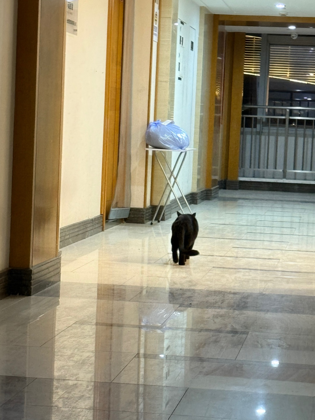 遇到个散养的小黑