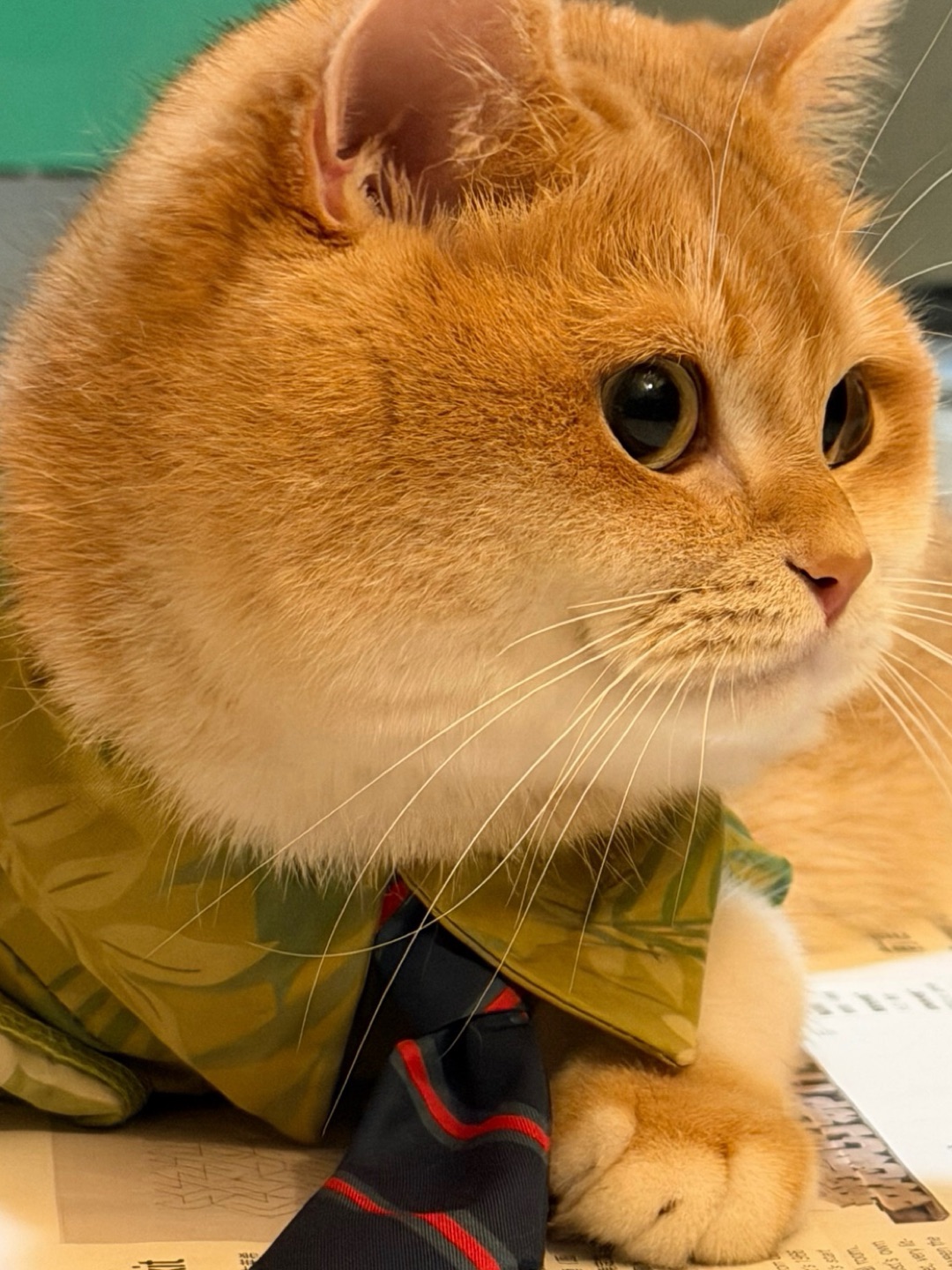 嘿嘿！我的大脸盘子占据了屏幕🫣