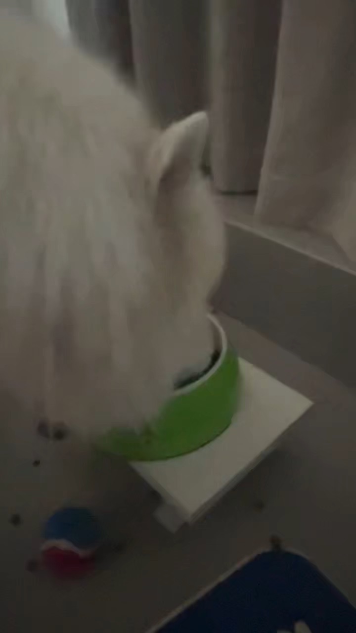 小狗吃饭的时候会有多少心思