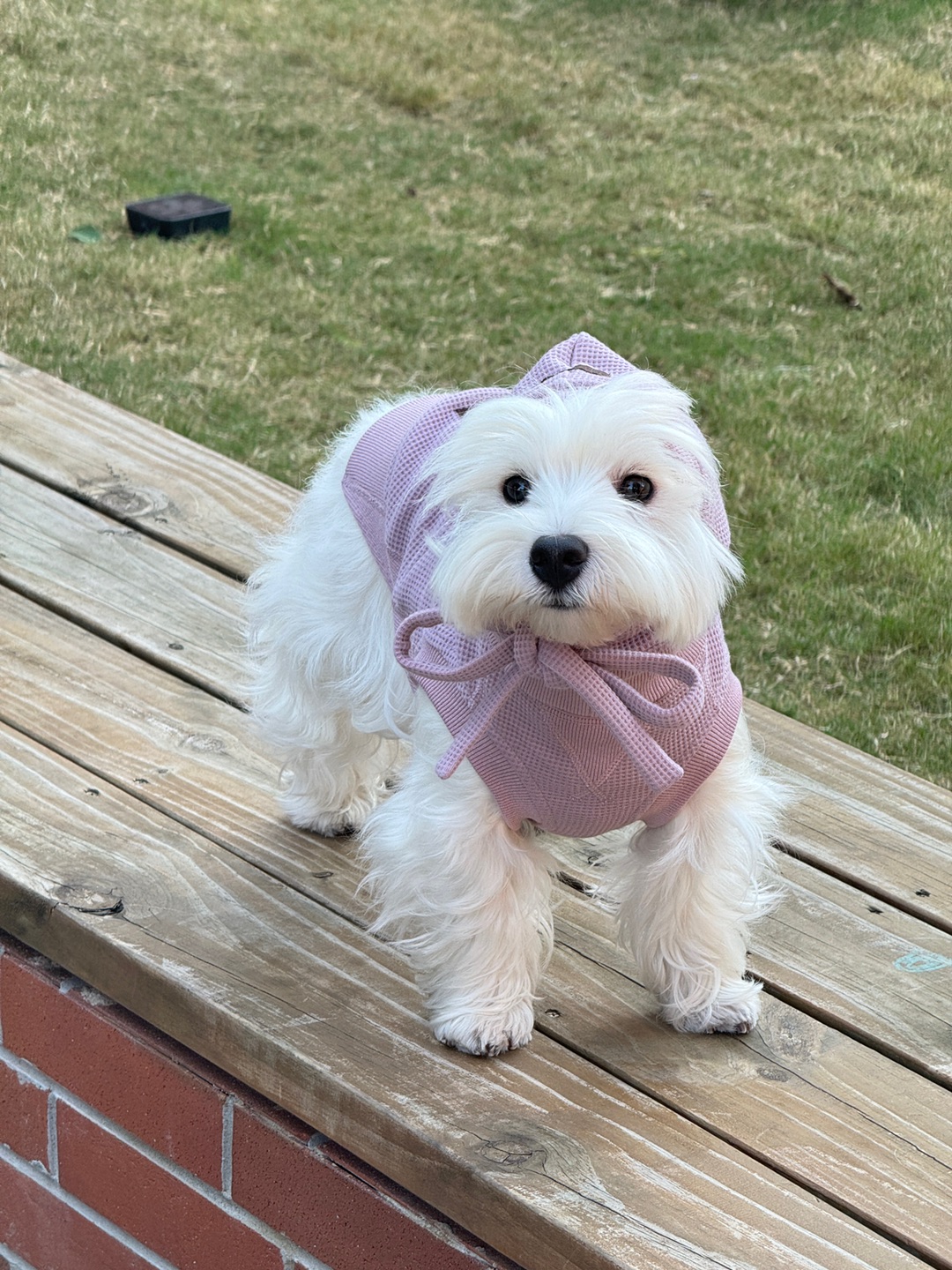 泥嚎 我是一颗芋头💜