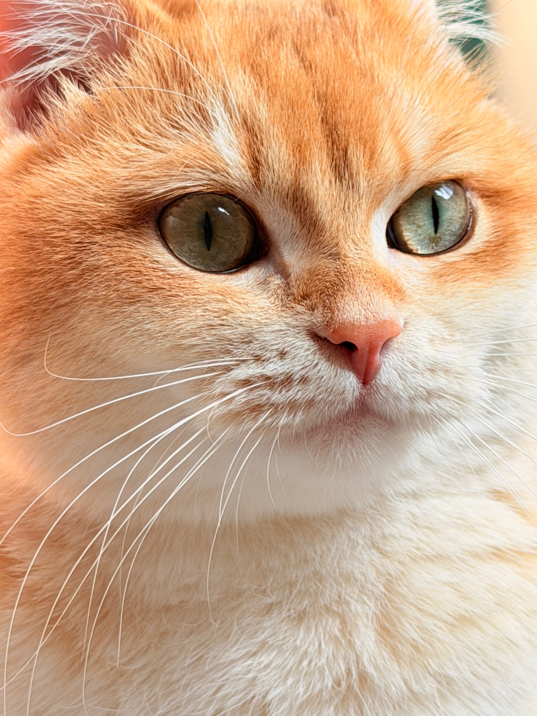 我好像一只小狐狸🦊呀～